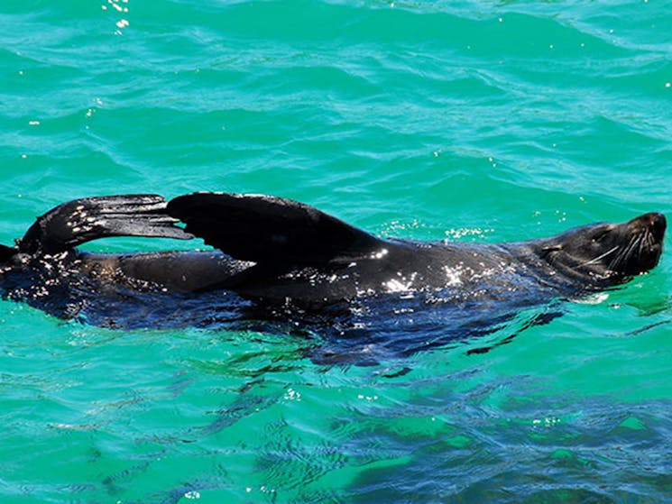 An Australian fur seal frolicks in the sea at Barunguba Montague Island Nature Reserve. Photo: