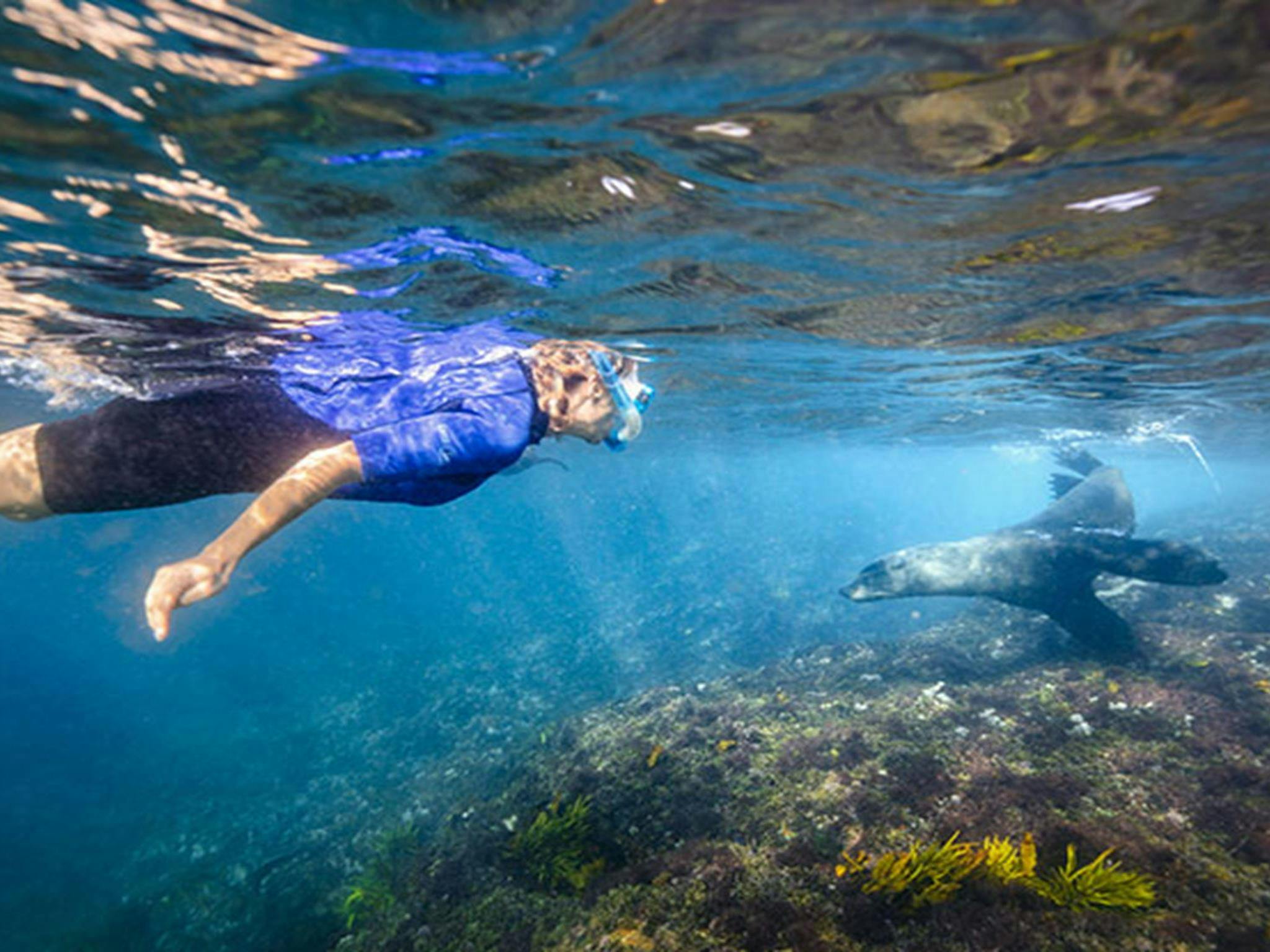 A man snorkels with 2 Australian fur seals at Barunguba Montague Island Nature Reserve. Photo: