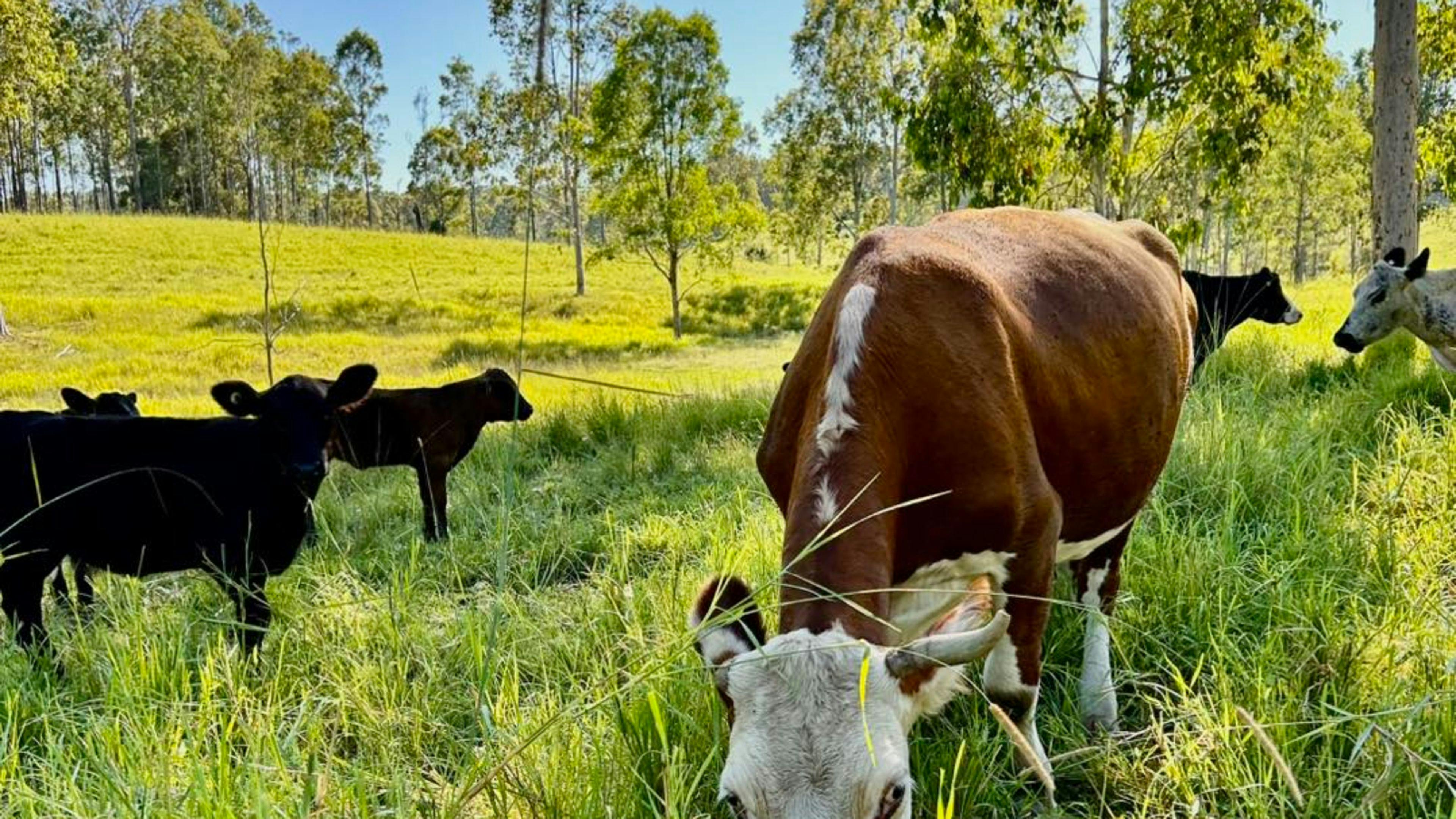 Mooey's Farm