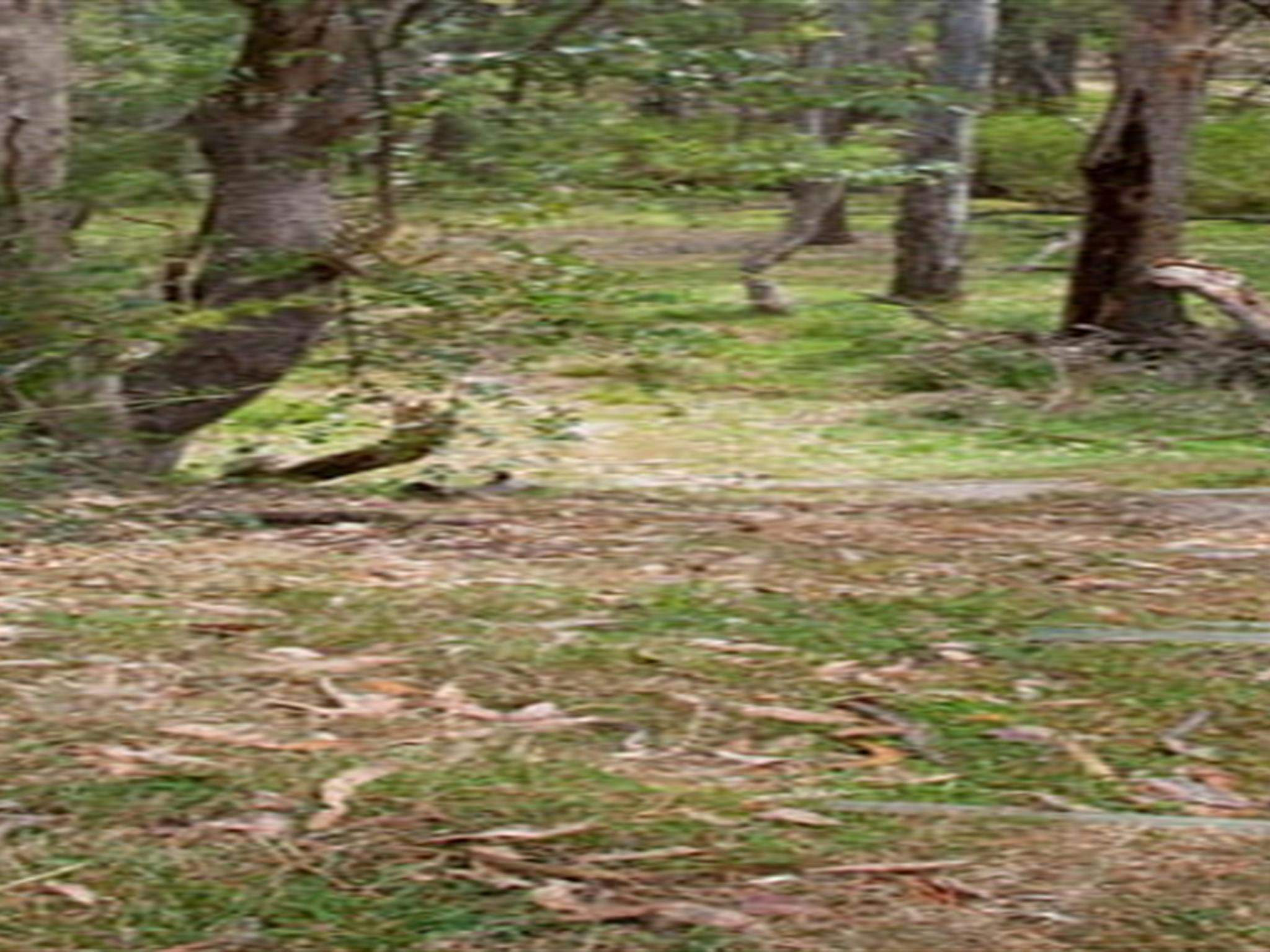 Moolarben picnic area, Munghorn Nature Reserve. Photo: Nick Cubbin/NSW Government