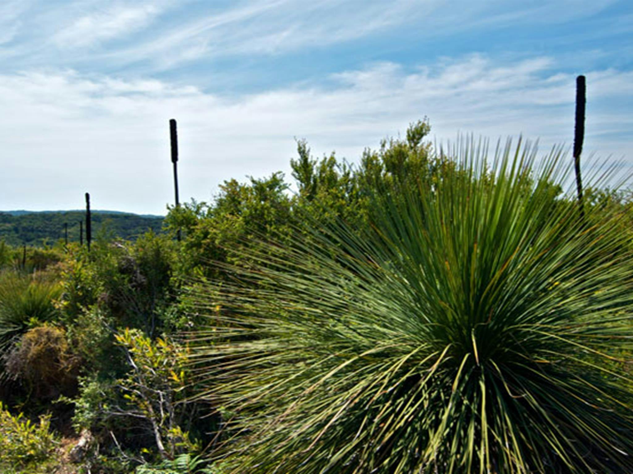 Moonee Beach flora, Munmorah State Conservation Area. Photo: John Spencer © DPIE