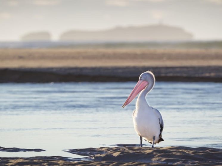 A pelican at Moonee Creek in Moonee Beach Nature Reserve. Photo: Rob Cleary &copy; OEH