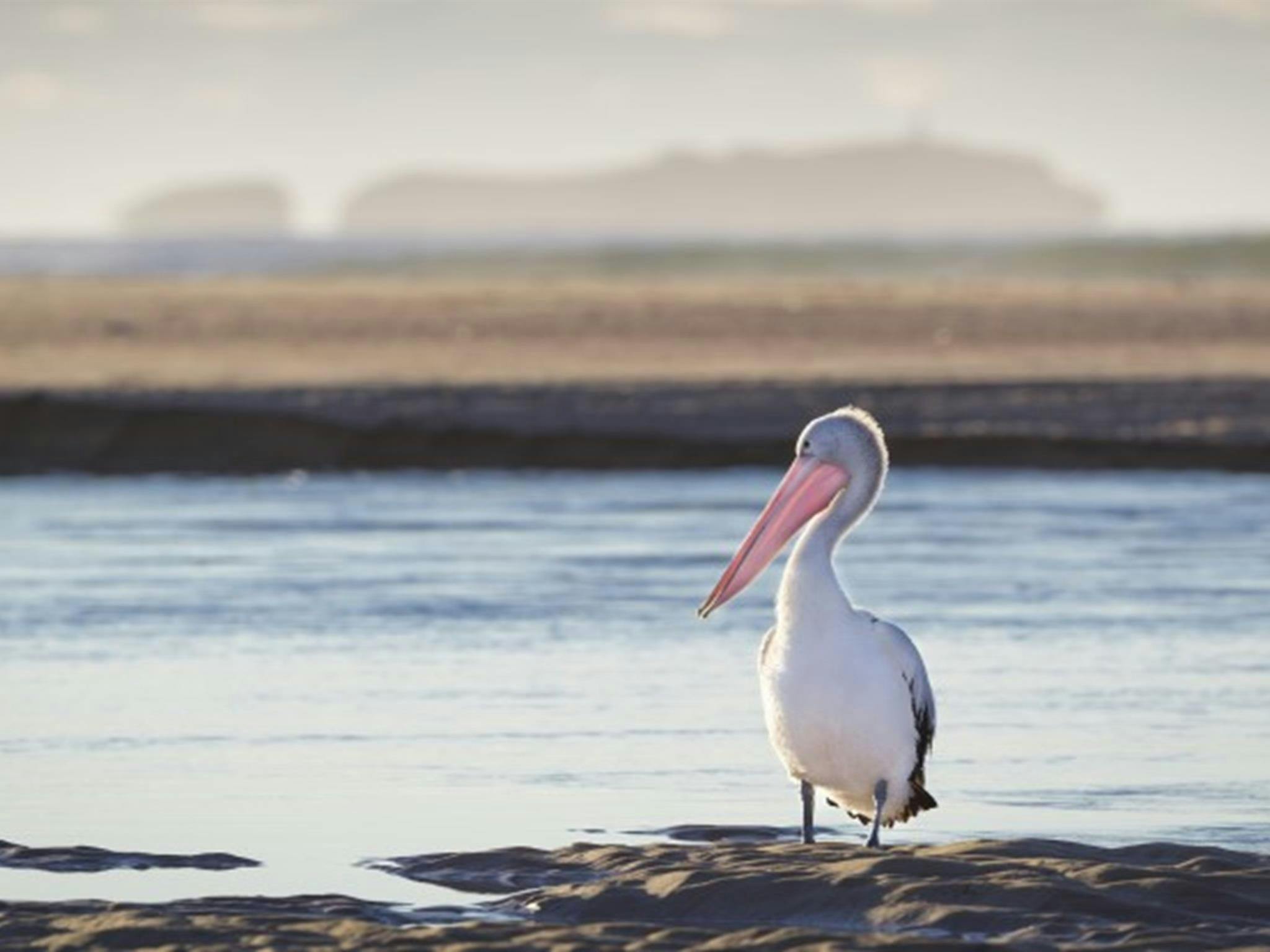 Ein Pelikan am Moonee Creek im Naturschutzgebiet Moonee Beach. Foto: Rob Cleary © OEH