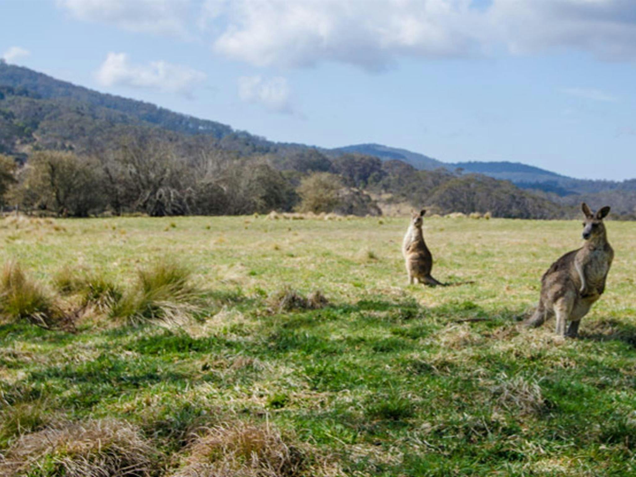 Mooraback campground, Werrikimbe National Park. Photo: John Spencer/NSW Government
