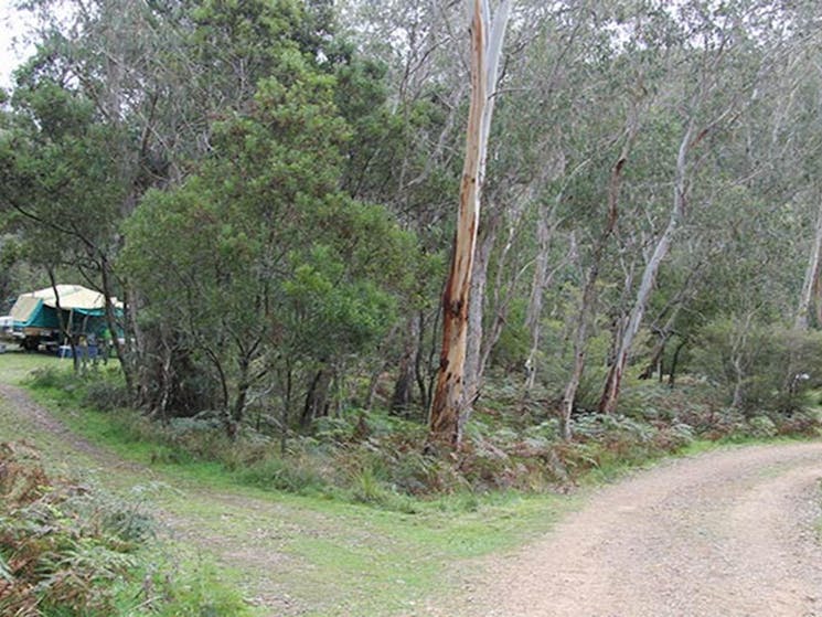 A camper trailer parked off a winding dirt road, surrounded by bush at Mooraback campground in