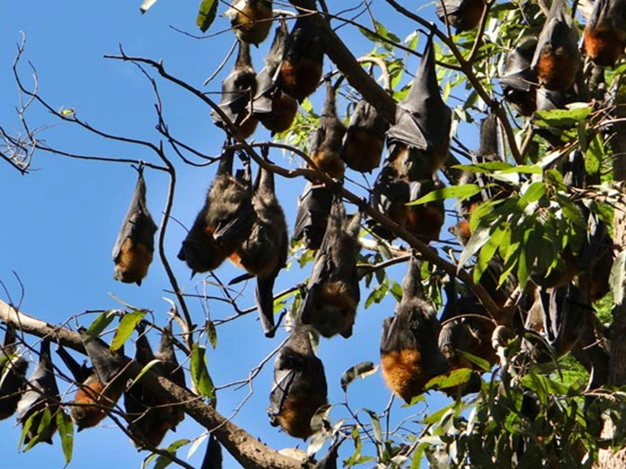 Naturschutzgebiet Moore Park. Foto: Stephen King/Regierung von New South Wales