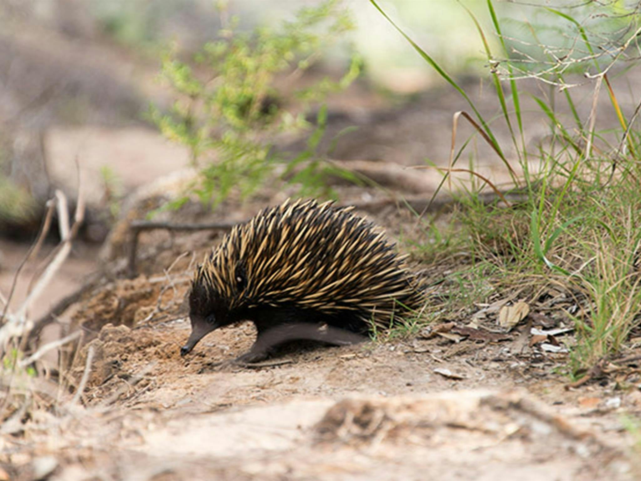 Morna Point walk, Tomaree National Park. Photo: John Spencer
