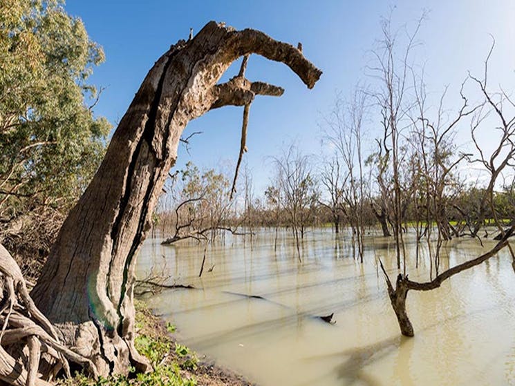 Submerged trees in Candwilla Creek at Morton Boulka picnic area. Photo: John Spencer/DPIE