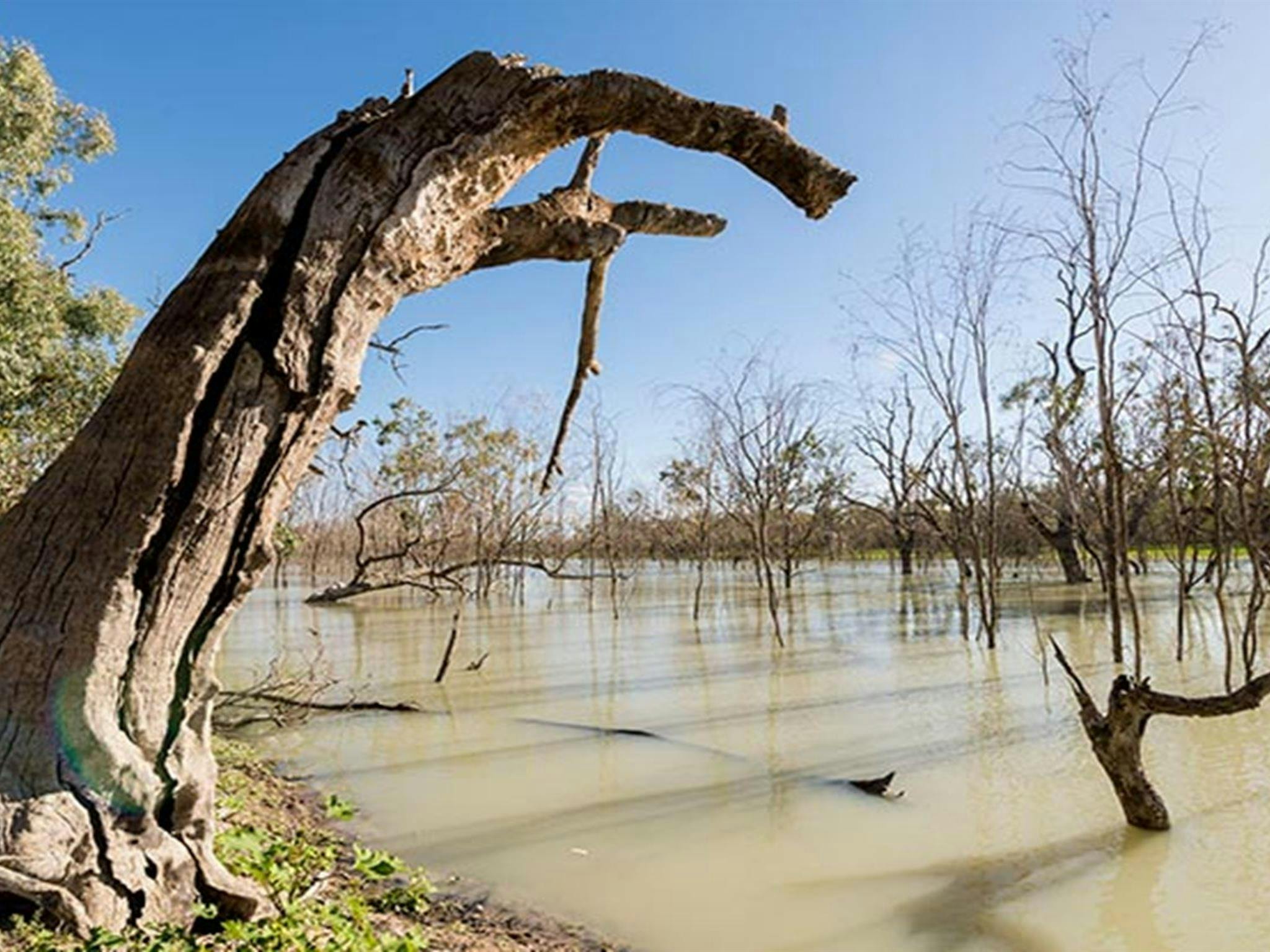 Submerged trees in Candwilla Creek at Morton Boulka picnic area. Photo: John Spencer/DPIE