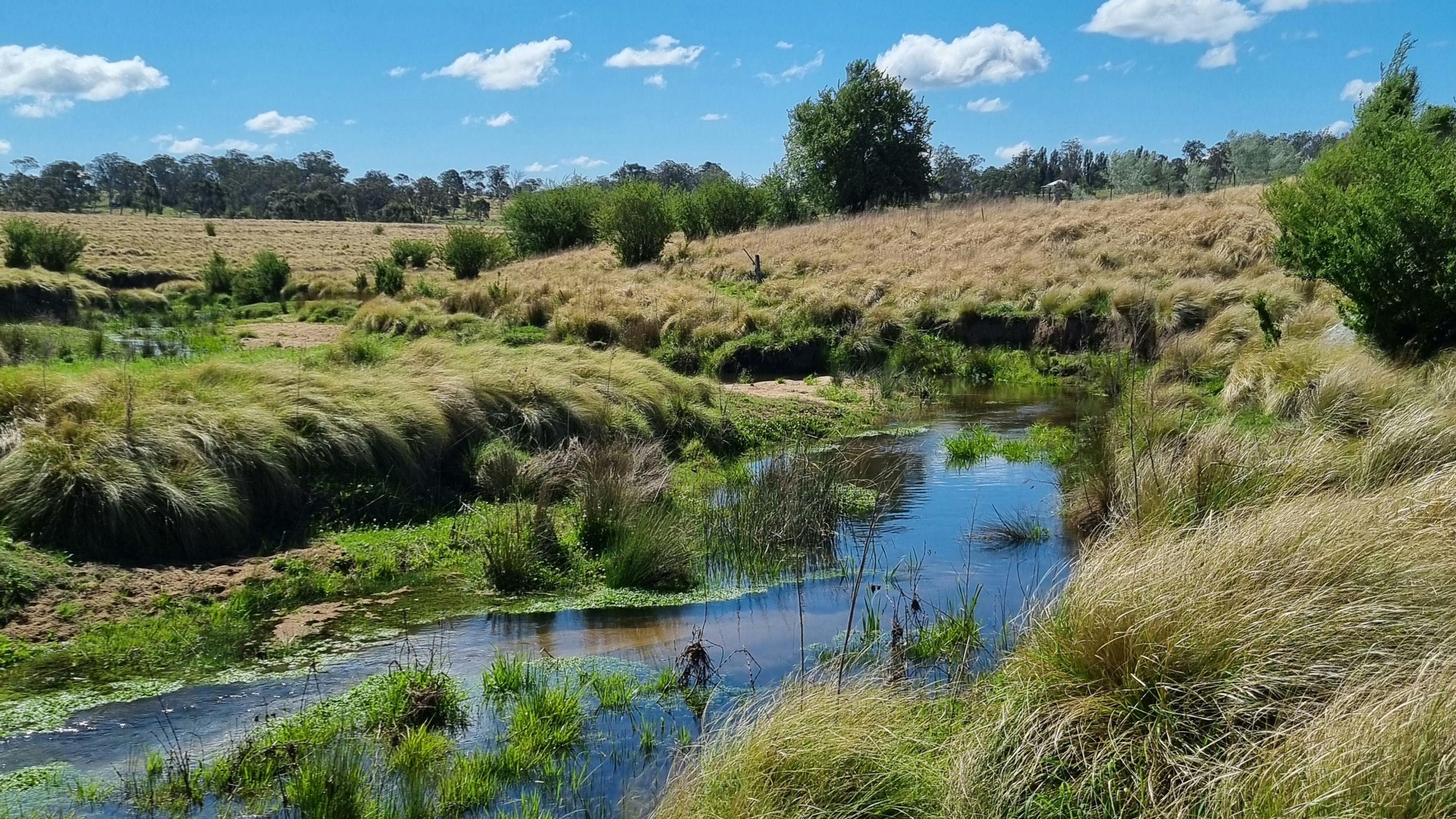 Tenterfield Creek 