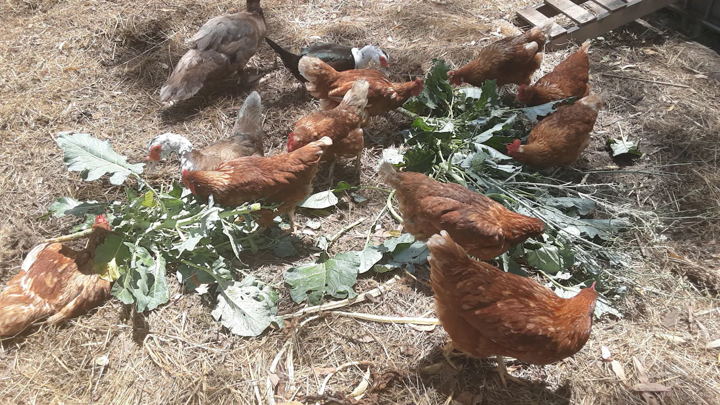 If you wish you can buy fresh organic eggs