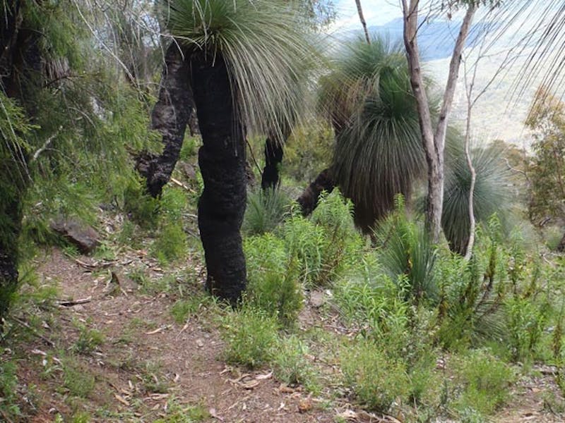 Mount Coryah walking track, Mount Kaputar National Park. Photo: Ian Smith
