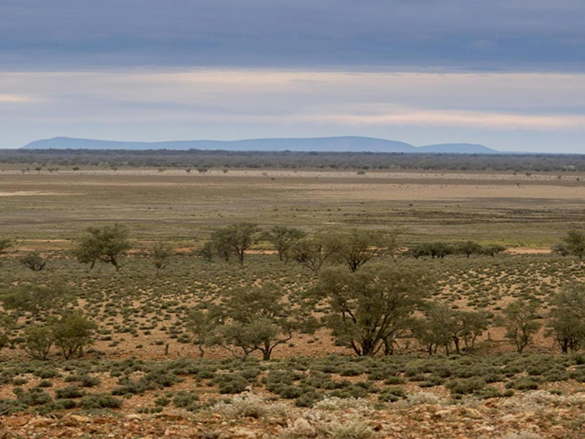 Mount Gunderbooka from Mount Talowla lookout, Toorale National Park. Photo: Leah Pippos/DPIE