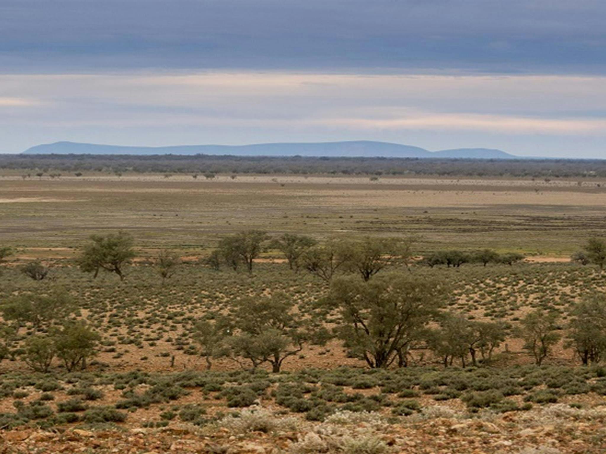 Mount Gunderbooka from Mount Talowla lookout, Toorale National Park. Photo: Leah Pippos/DPIE