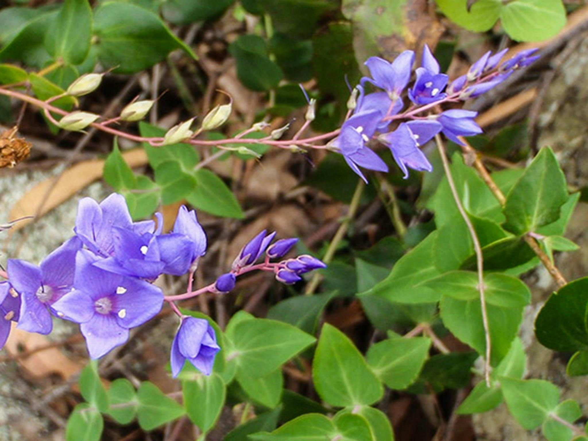Mount Imlay National Park. Photo: NSW Government