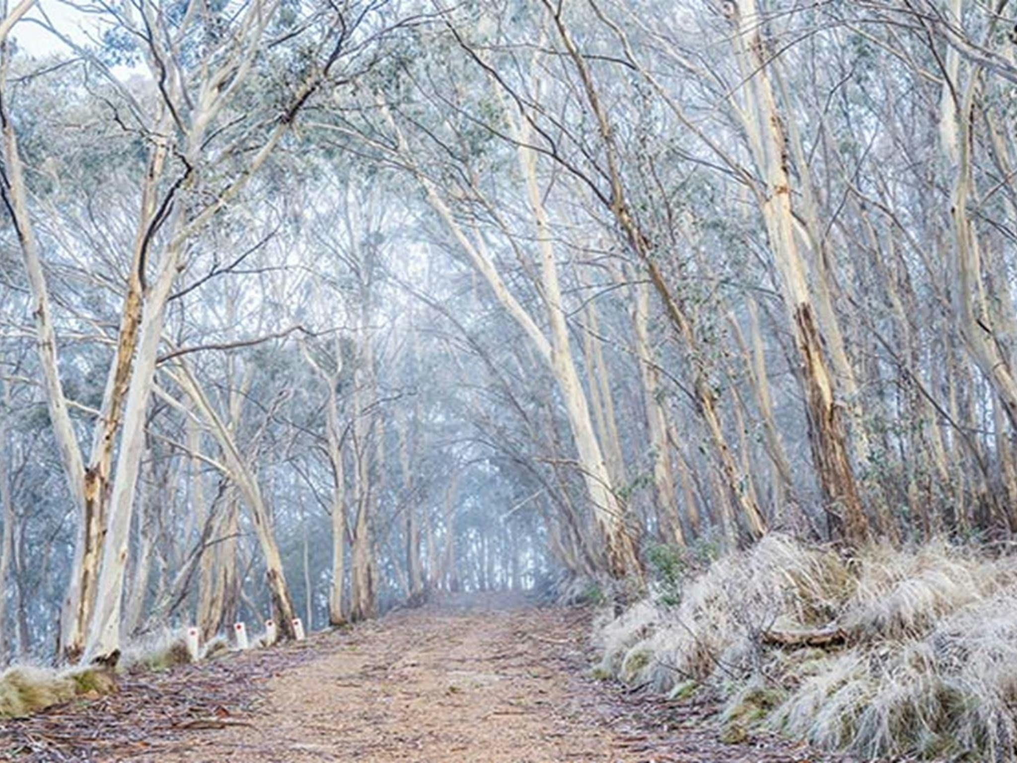 A light dusting of snow lines the vegetation at Mount Kaputar near Eckford's carpark. Photo: Simone