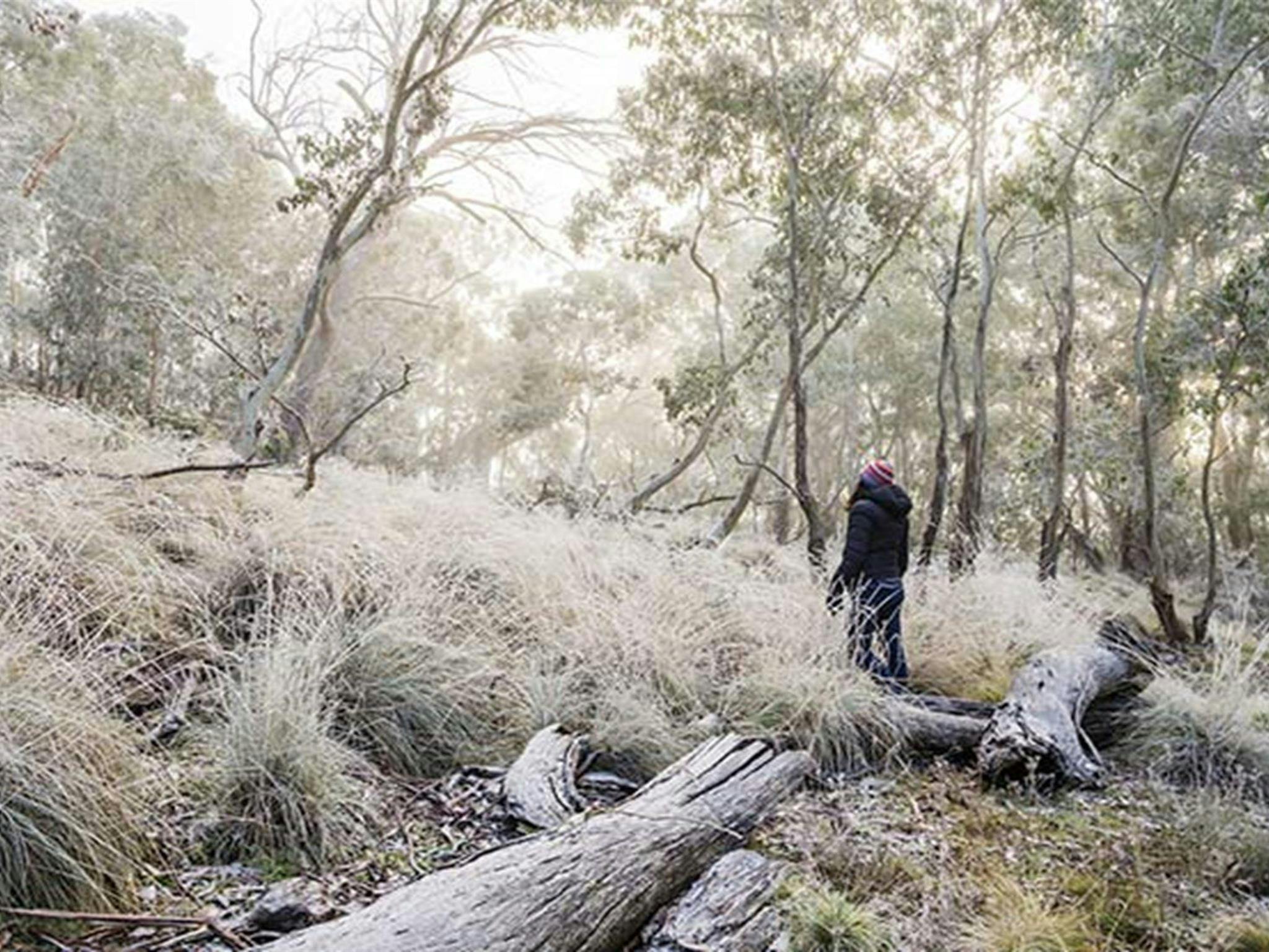 A light dusting of snow lines the vegetation at Mount Kaputar near Eckfords carpark. Photo: Simone