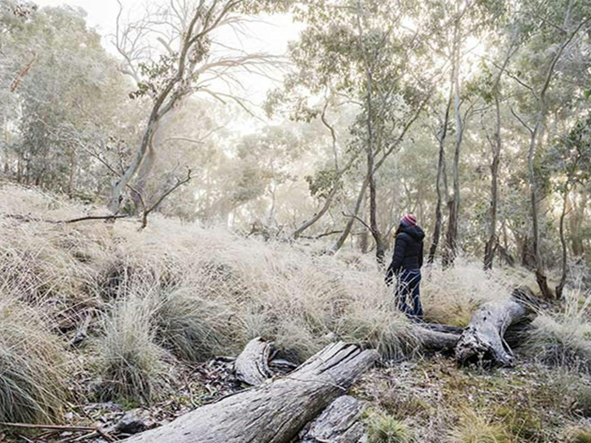 Eine leichte Schneedecke bedeckt die Vegetation am Mount Kaputar in der Nähe des Parkplatzes von Eckfords. Foto: Simone
