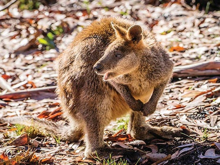 Swamp wallaby in Mount Kaputar National Park. Photo: Simone Cottrell/OEH