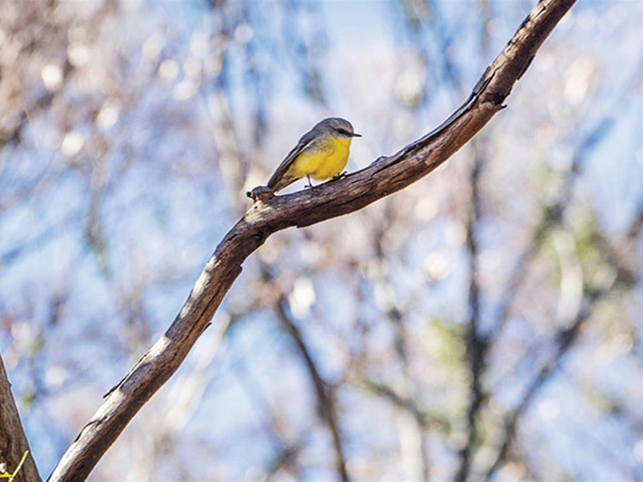 Eastern yellow robin perched on branch in Mount Kaputar National Park. Photo: Simone Cottrell/OEH