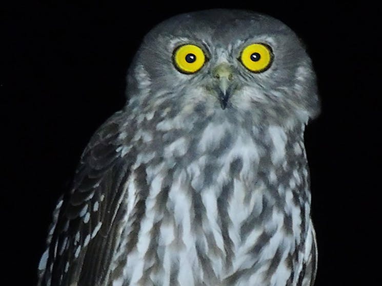 A male barking owl, vulnerbale species. Photo: Lachlan Copeland/OEH