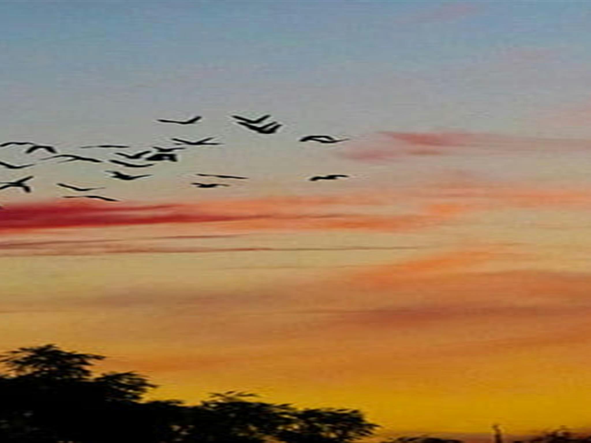Bird flock at sunset in the Mount Wood area of Sturt National Park. Photo: John Spencer/DPIE