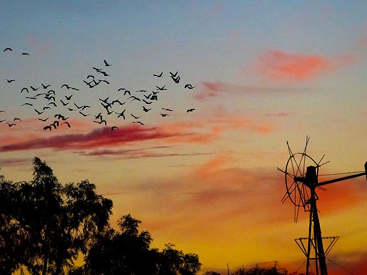 Bird flock at sunset in the Mount Wood area of Sturt National Park. Photo: John Spencer/DPIE