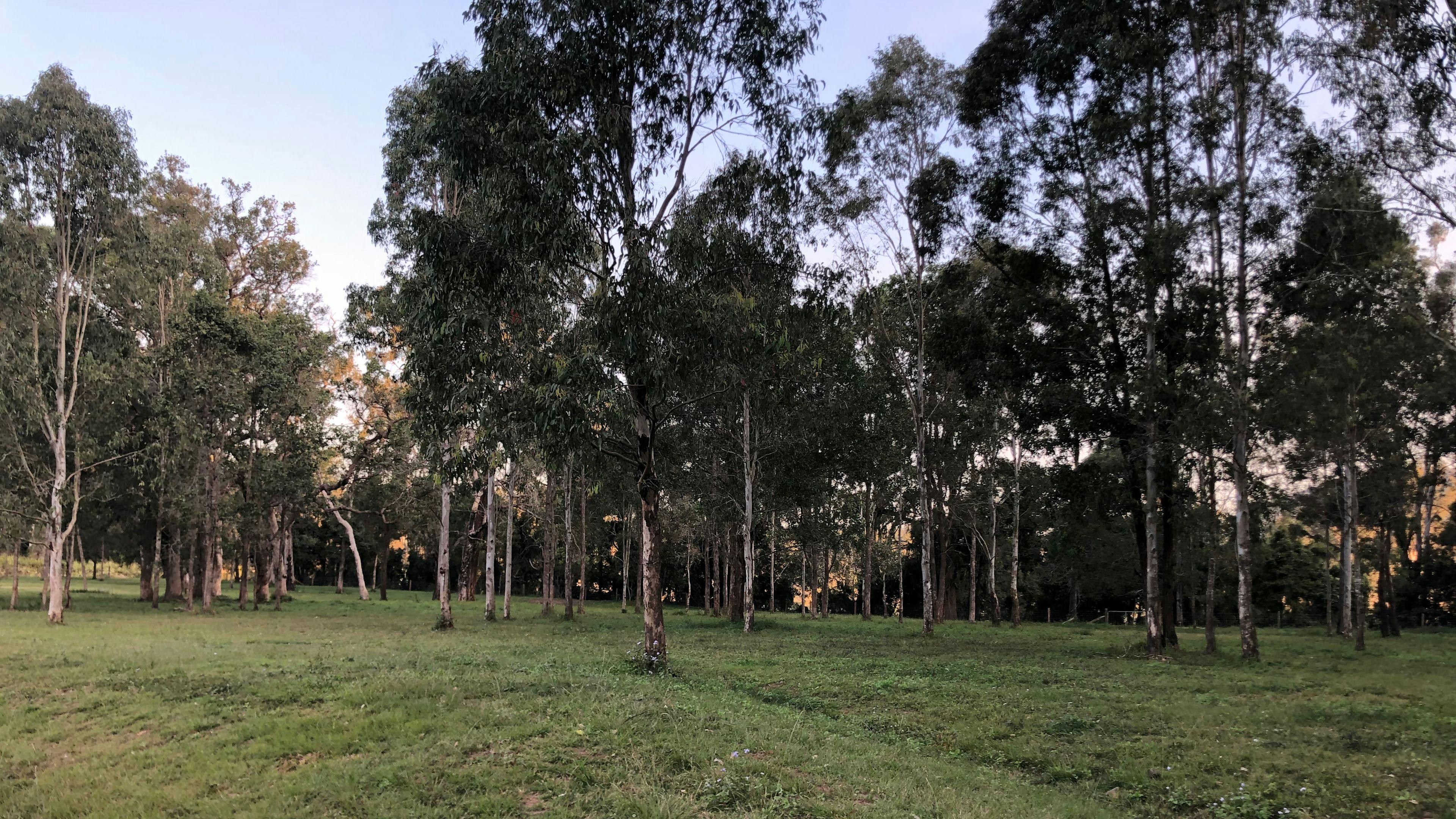 Mountain View Camping