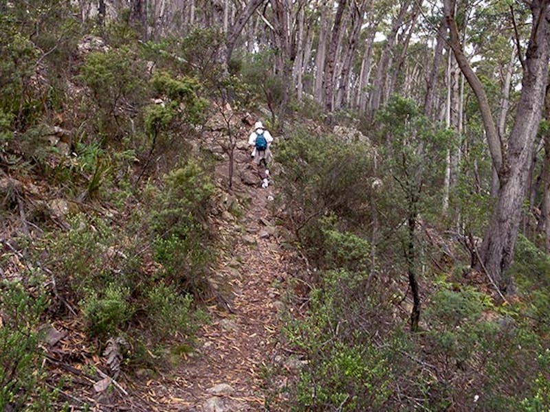 Mount Imlay National Park. Photo: NSW Government
