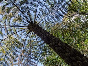 Mount Keira Ring track
