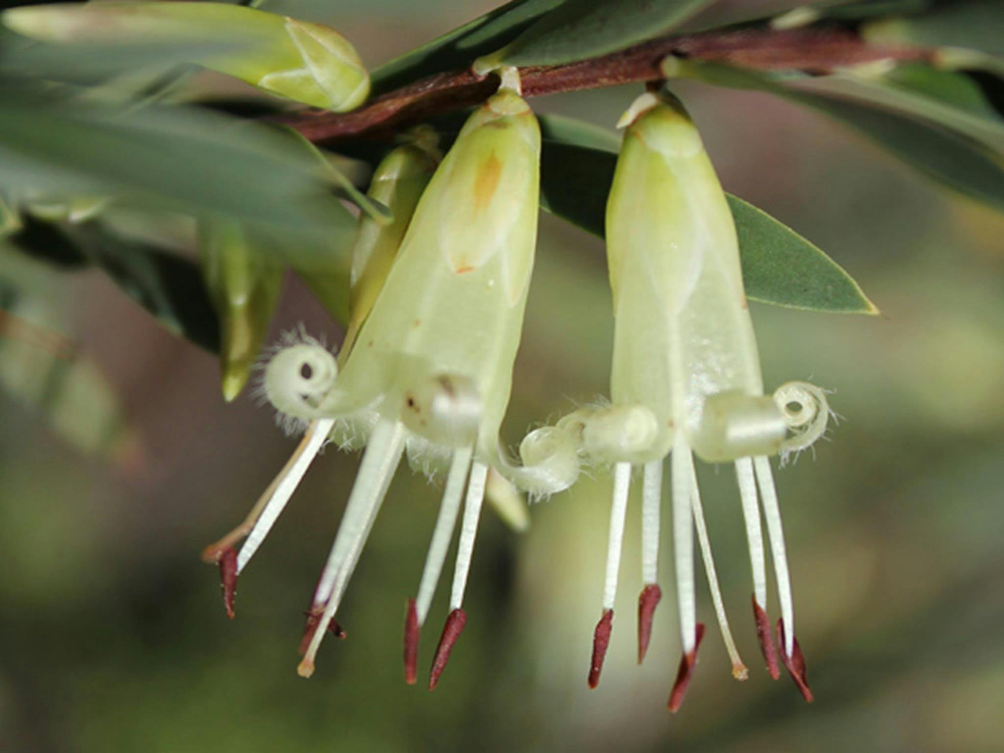 Mount Nangar Lookout, styphelia triflora. Photo: NSW Government