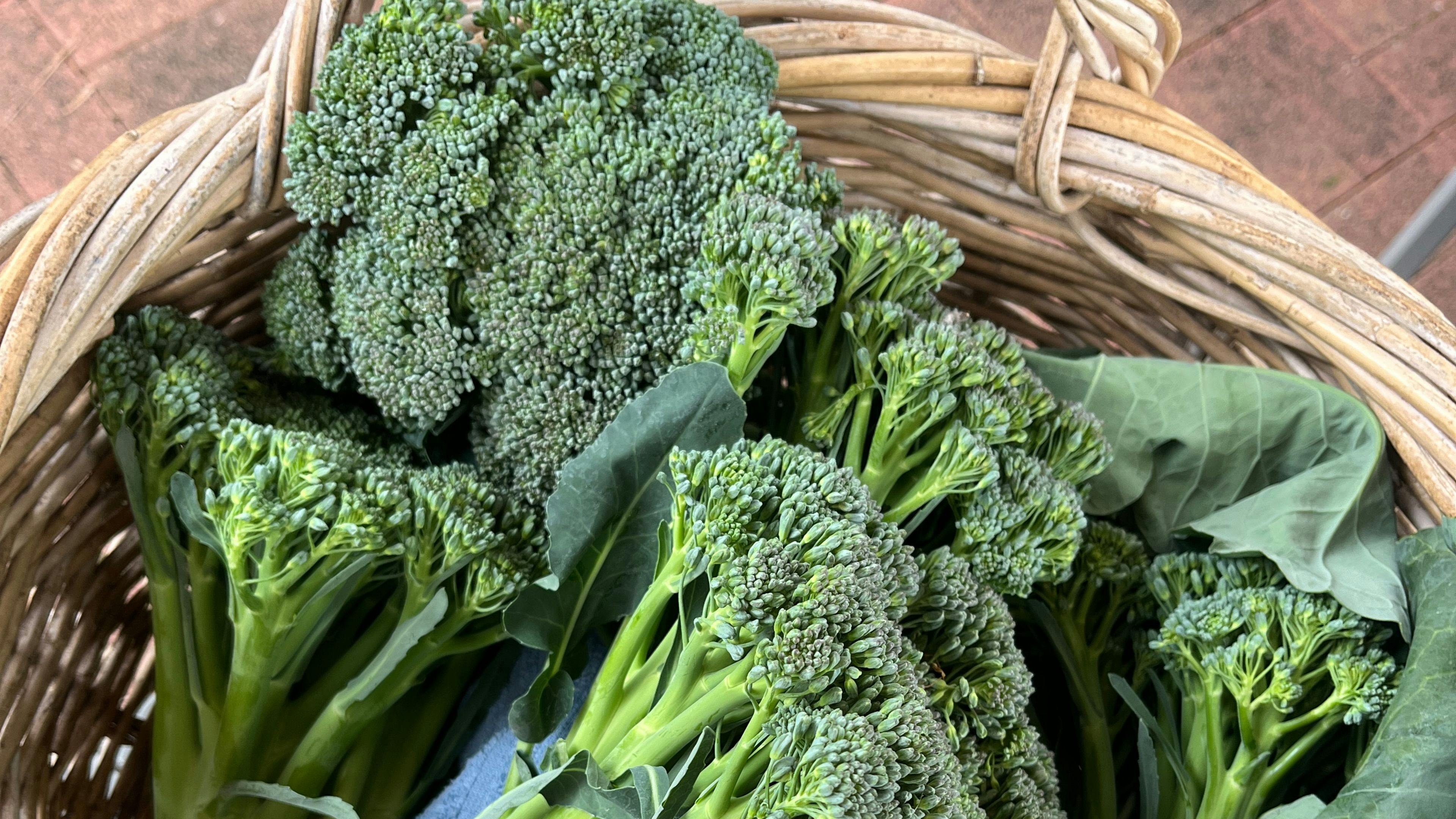 에덴 크릭 보호구역