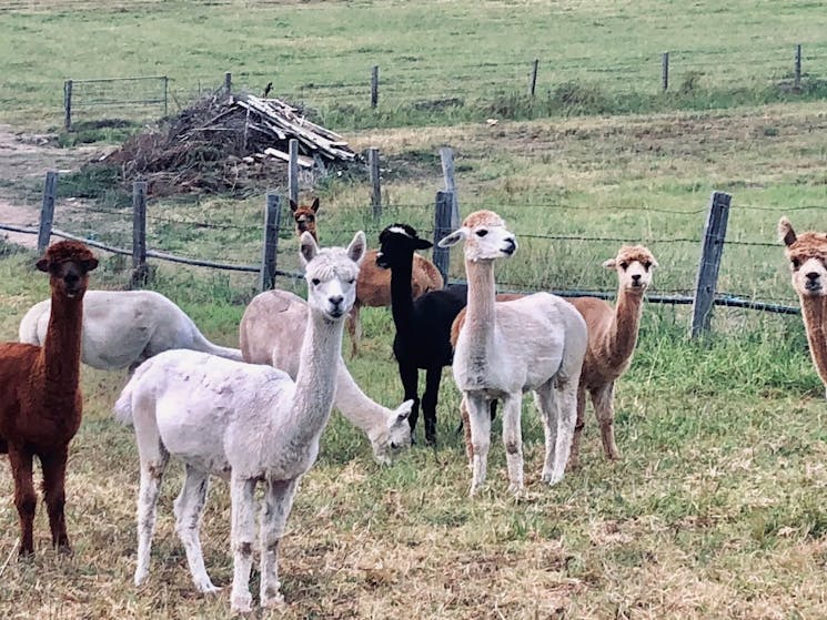 Take a tour of our alpacas