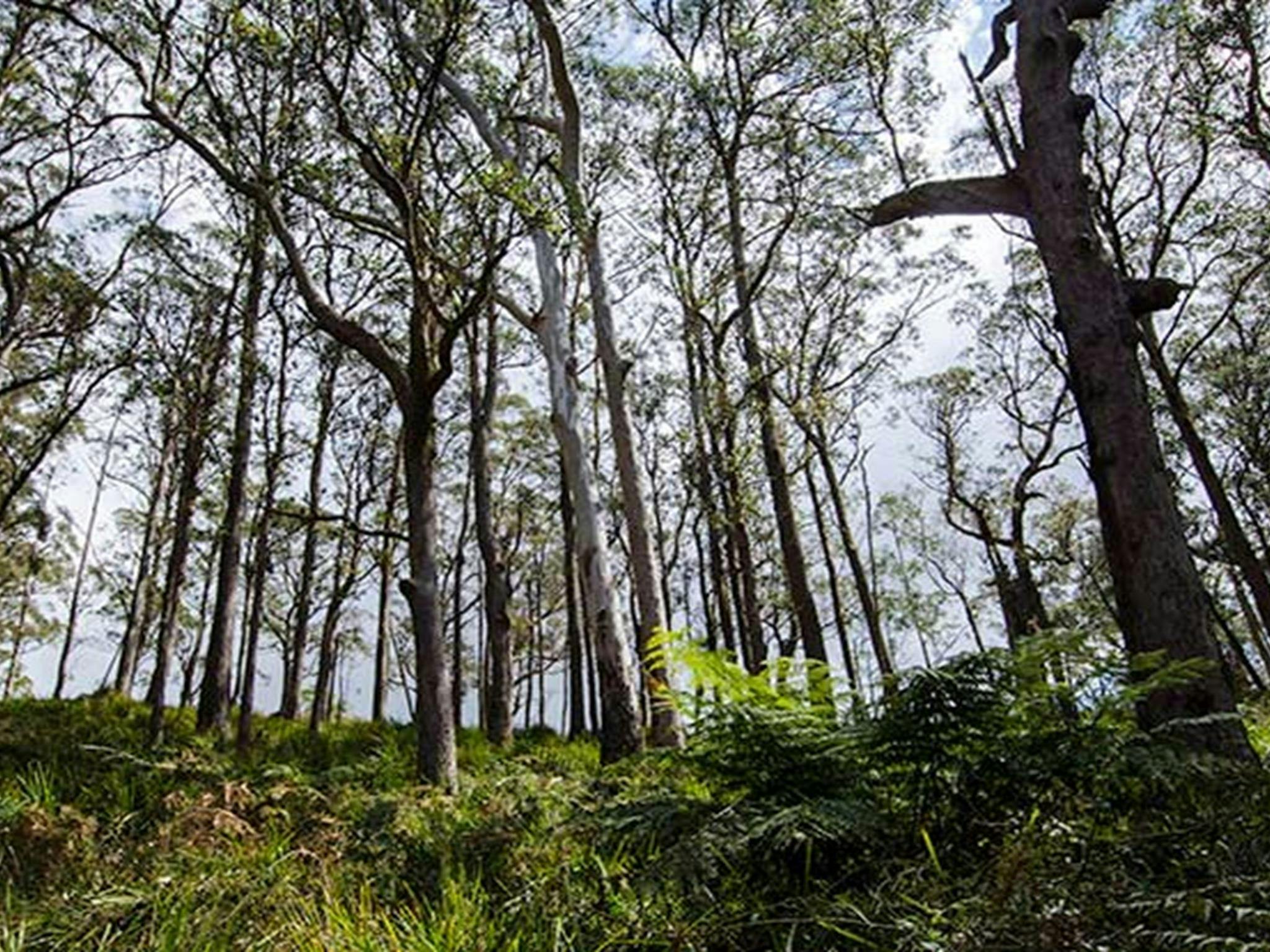 Mummel Gulf National Park. Photo: John Spencer/NSW Government