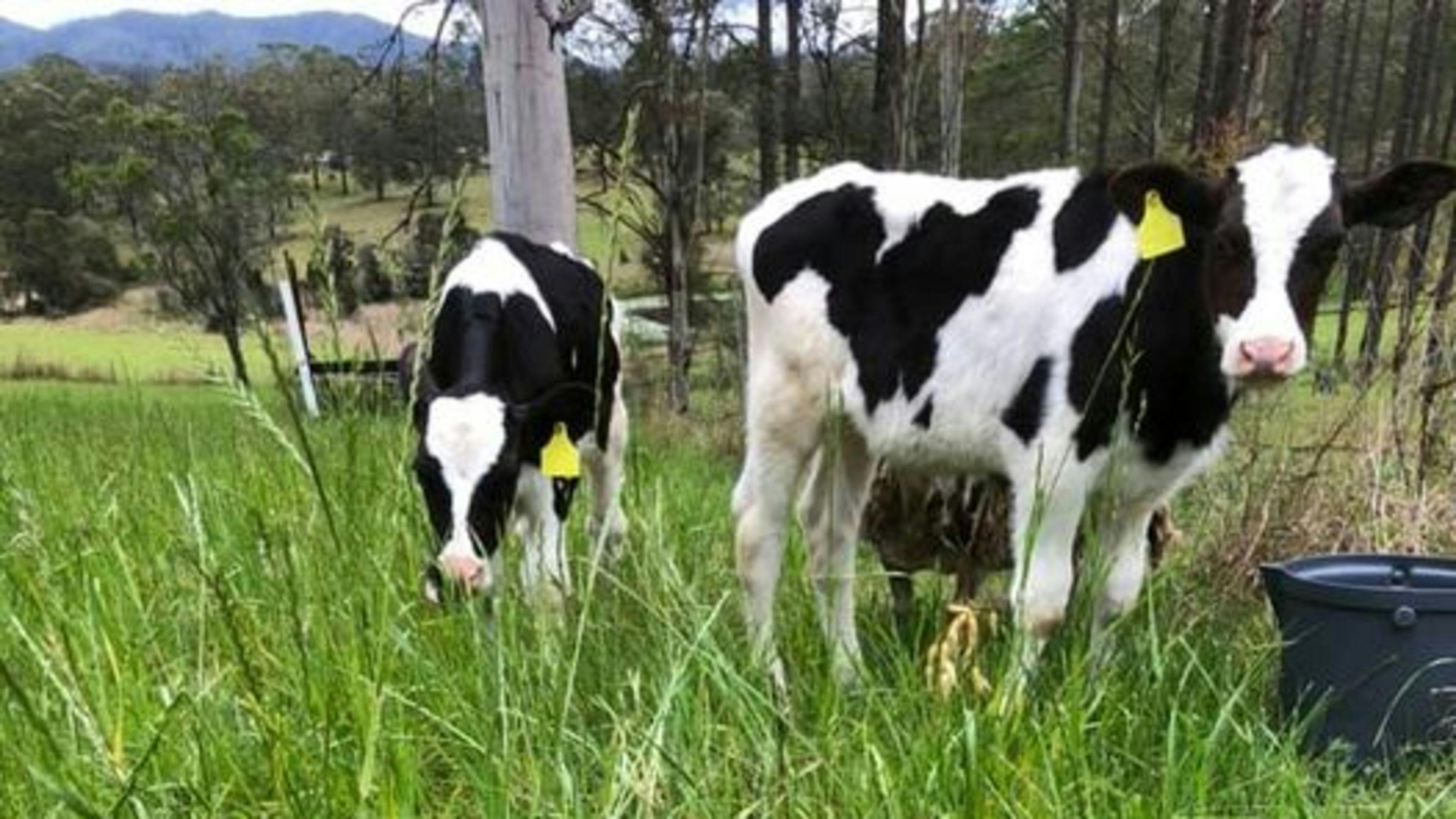 농장 동물 중 일부