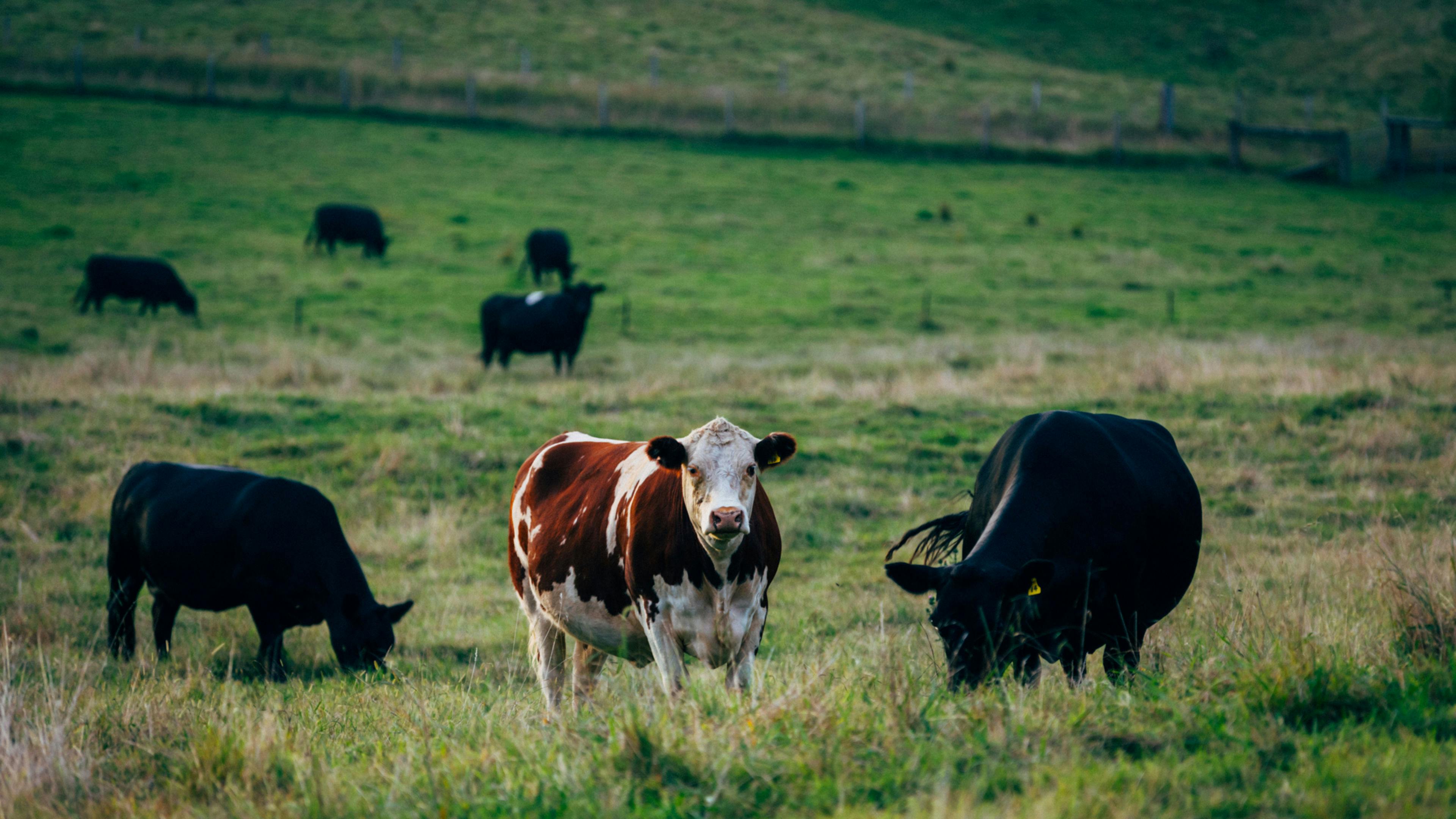 Friendly farm animals
