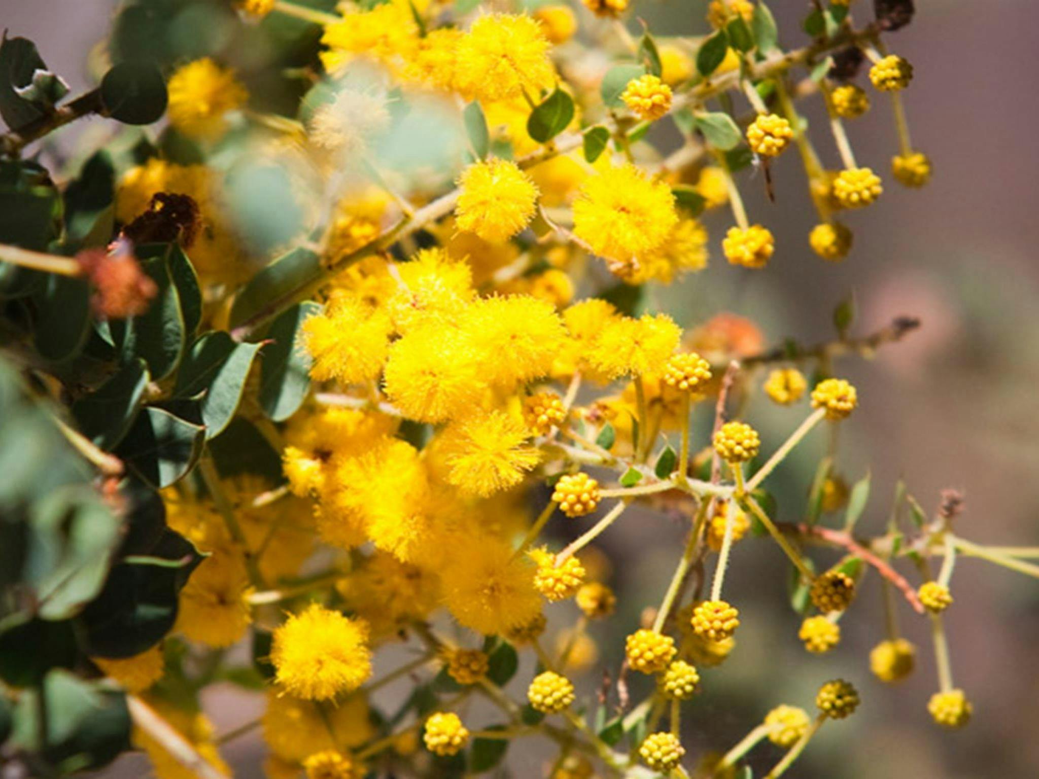 Castle Rocks walking track, Munghorn Nature Reserve. Photo: Nick Cubbin/NSW Government
