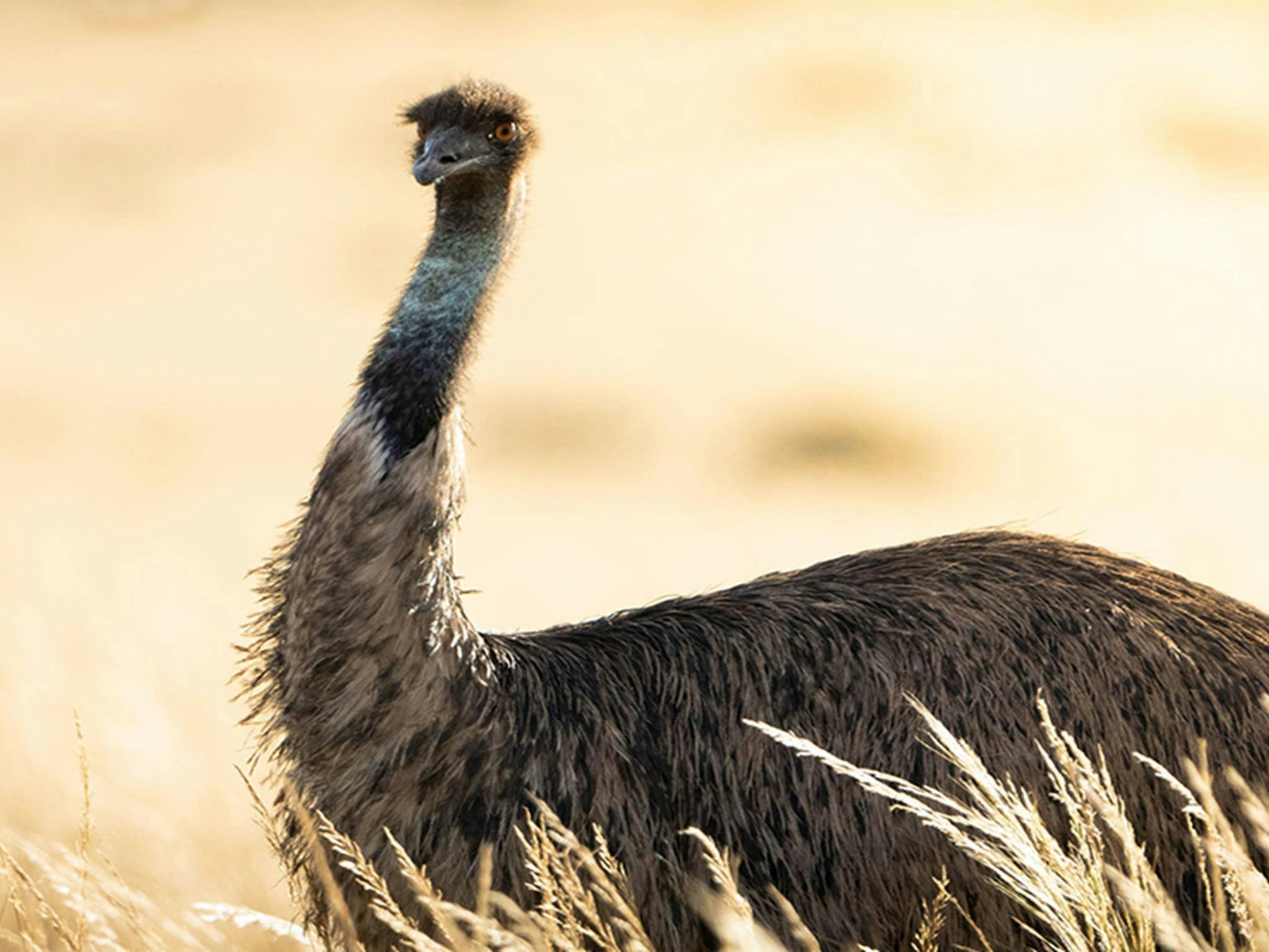 A large and stately emu walks through golden coloured grasslands. Credit: Brendan Tucker/DCCEEW