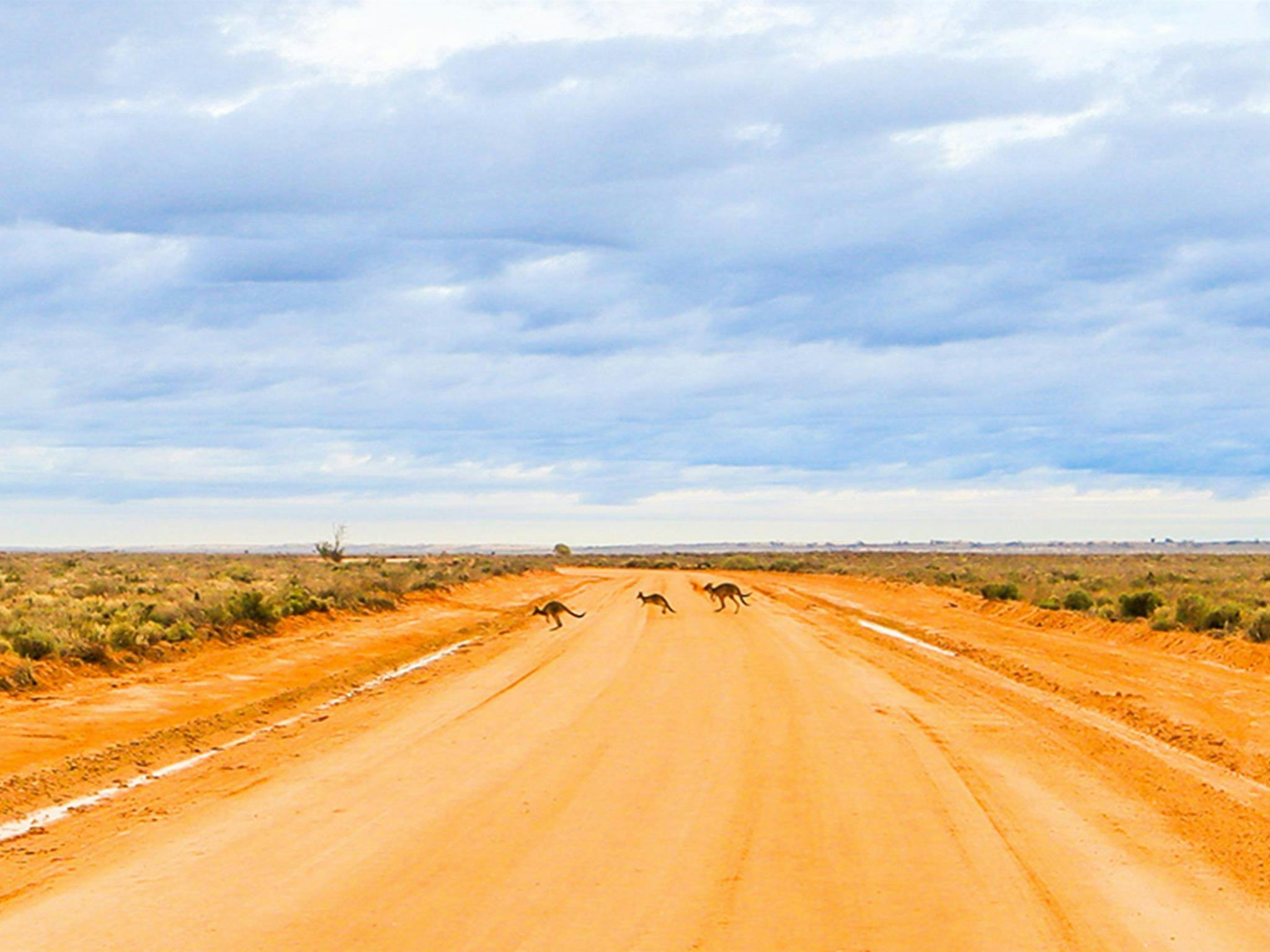 3 kangaroos cross a red earth road far in the distance with a bright blue sky. Credit: Francesca