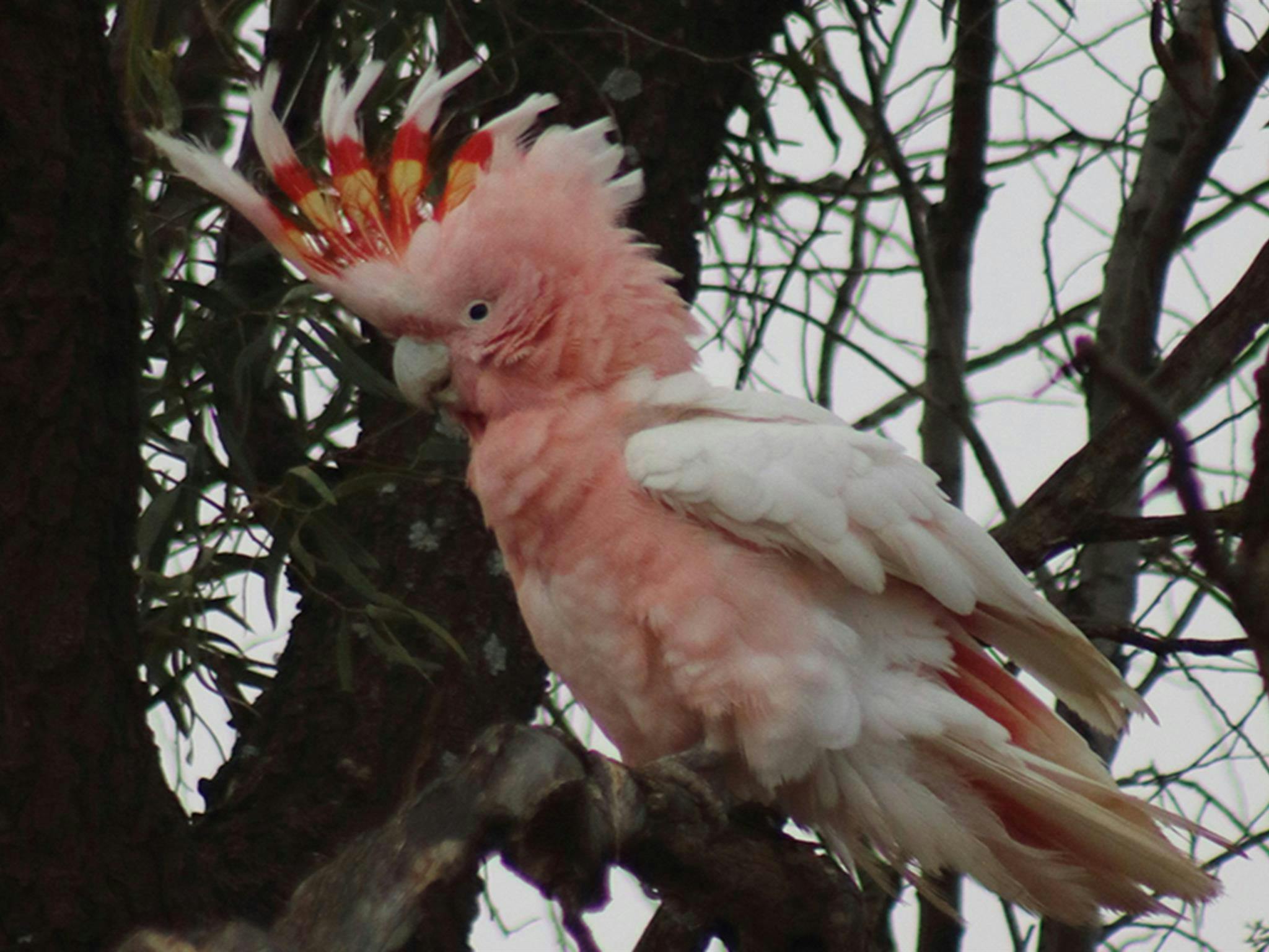 나뭇가지에 앉아 있는 아름다운 분홍색과 흰색의 메이저 미첼앵무. 사진 제공: Gavin Phillips/DCCEEW