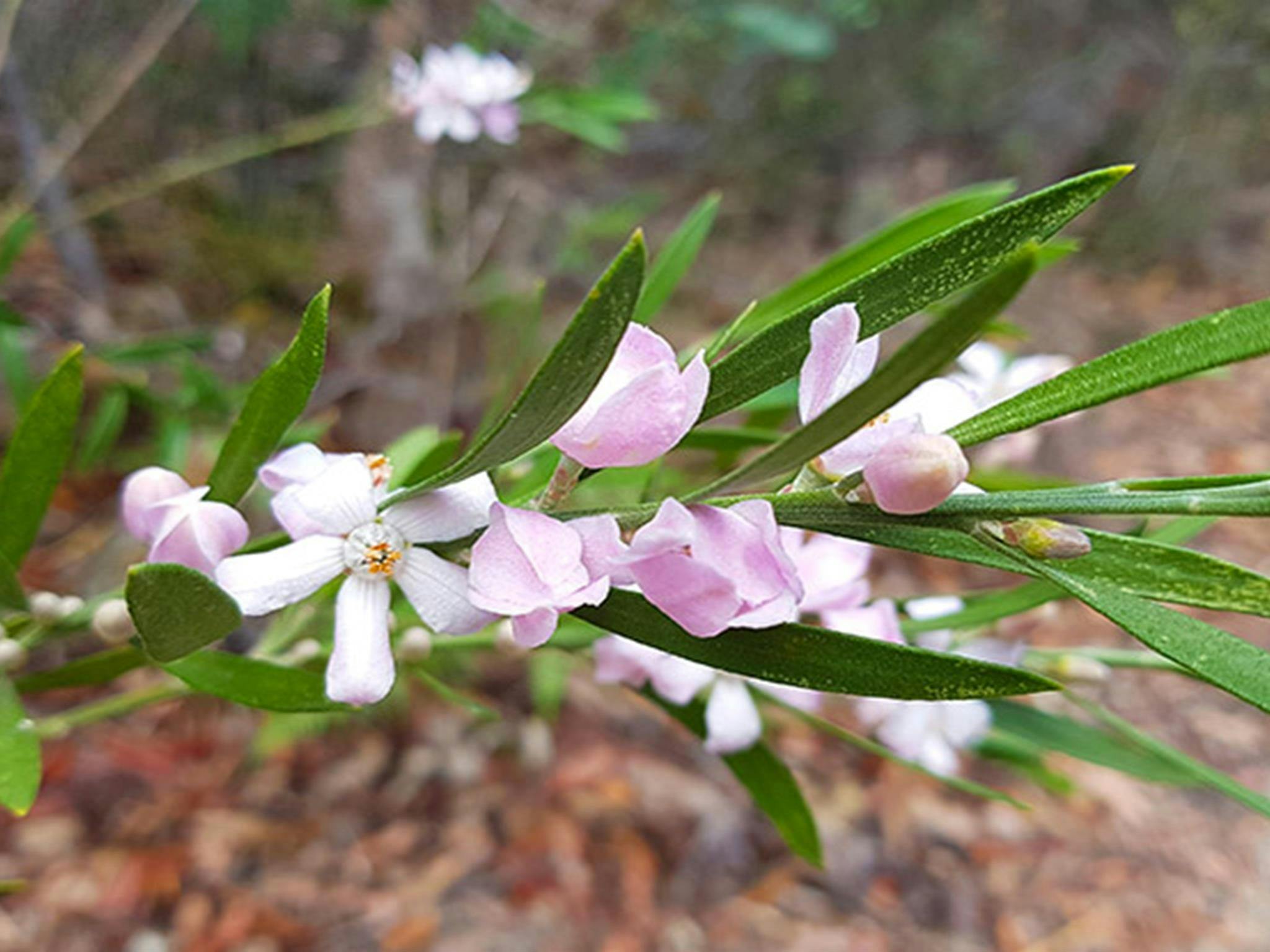 Muogamarra Nature Reserve