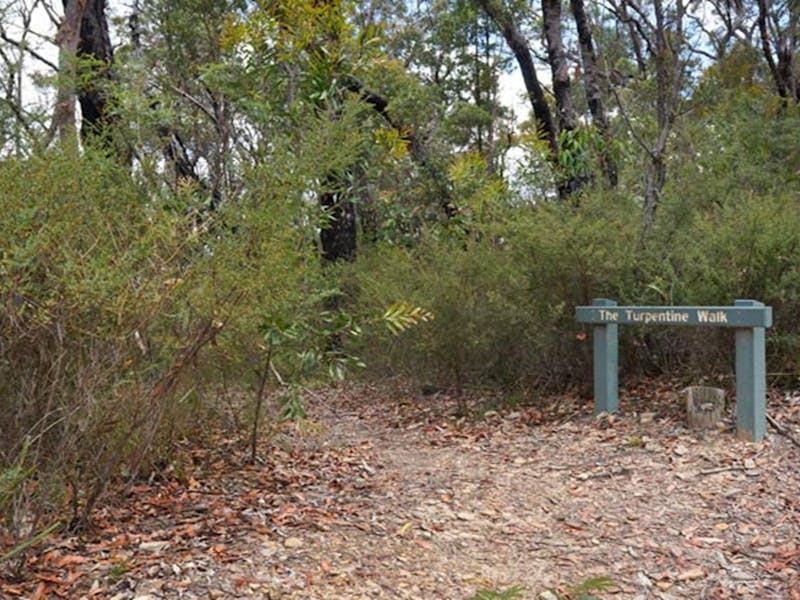 Turpentine Walk near Murphys Glen campground, Blue Mountains National Park. Photo: Steve Alton/NSW