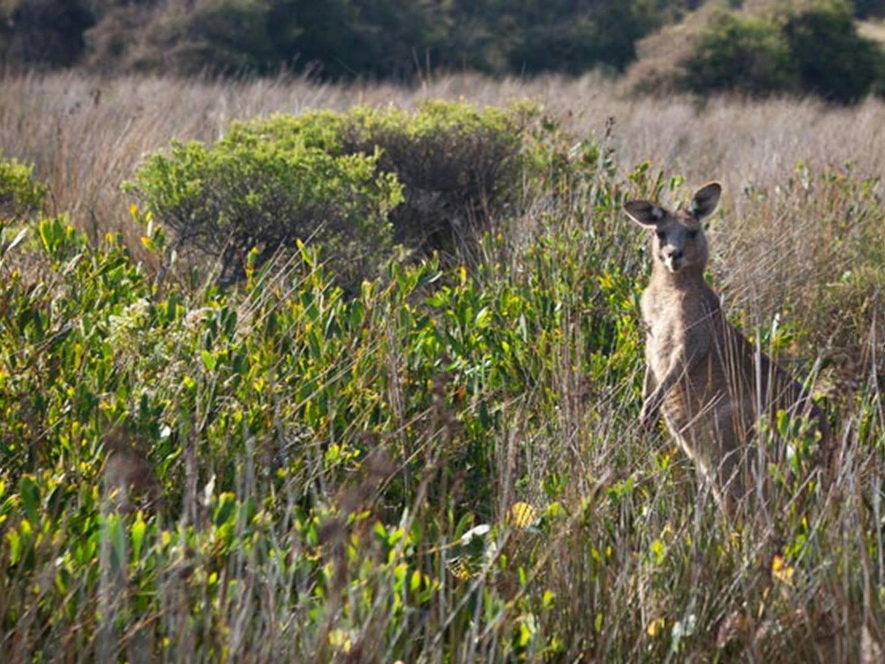 Murramarang Aboriginal Area. Photo: Lucas Boyd © OEH