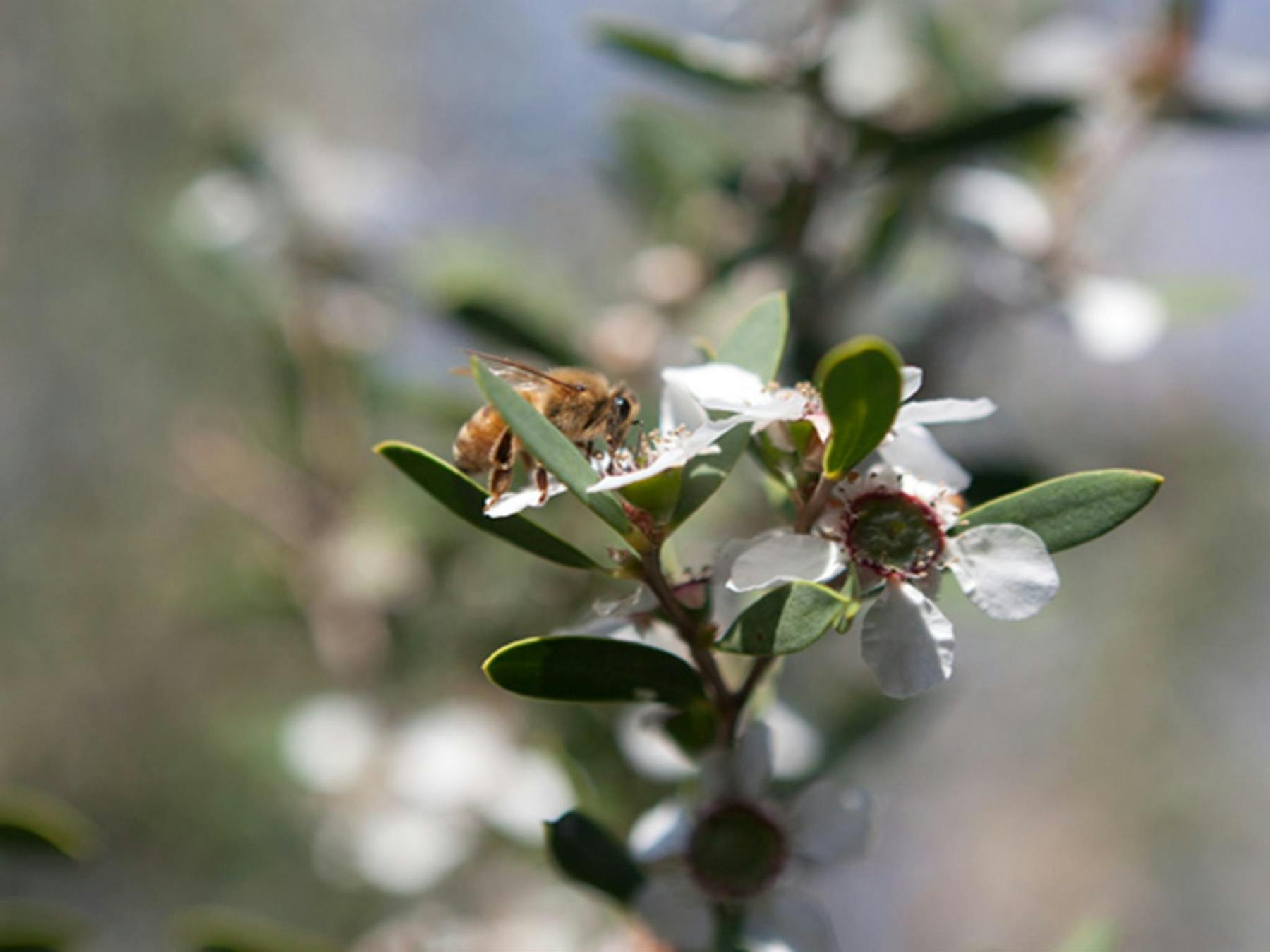 Murramarang Aboriginal Area. Photo: Lucas Boyd © DPIE