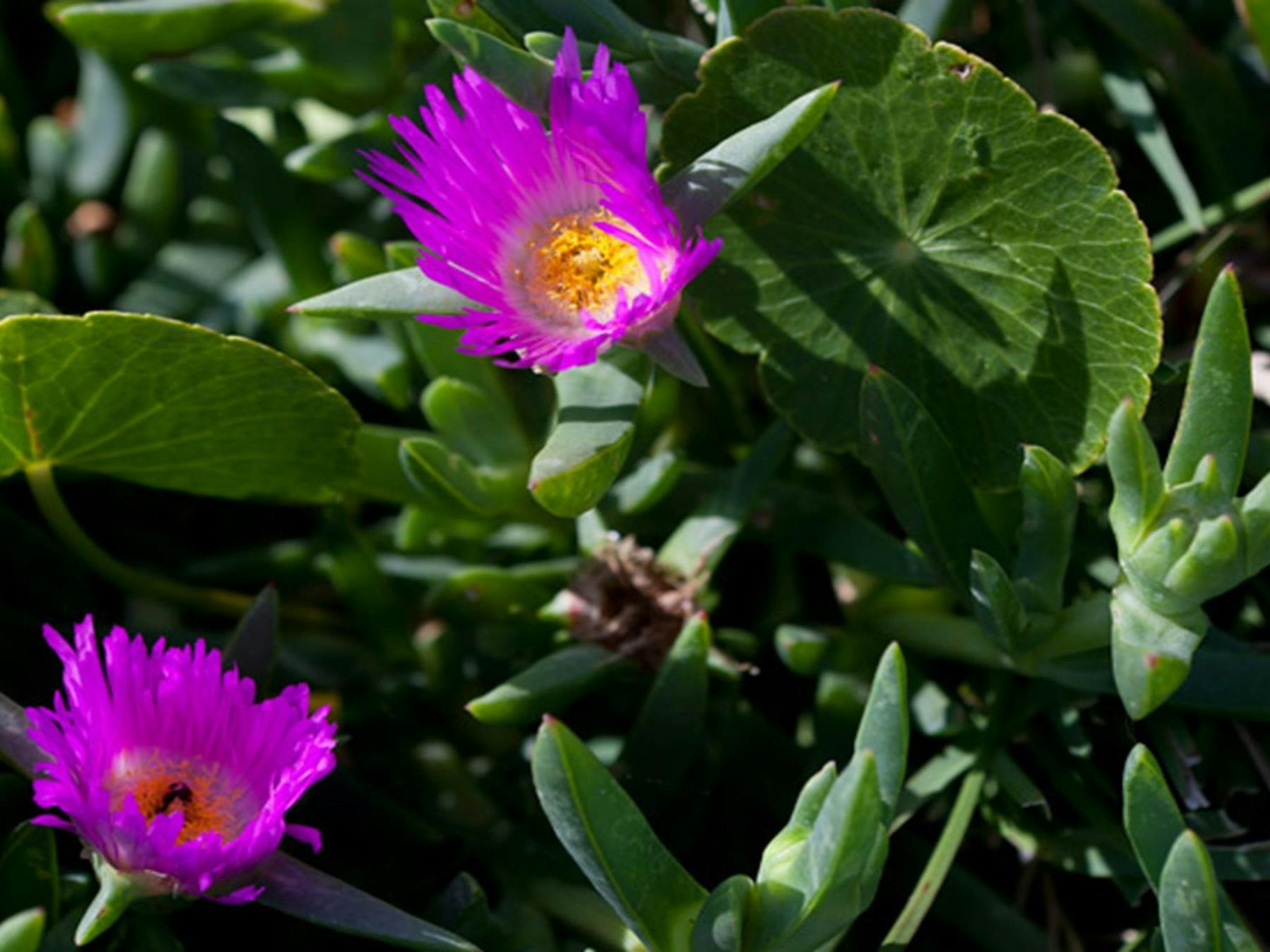 Murramarang Aboriginal Area. Photo: Lucas Boyd © DPIE