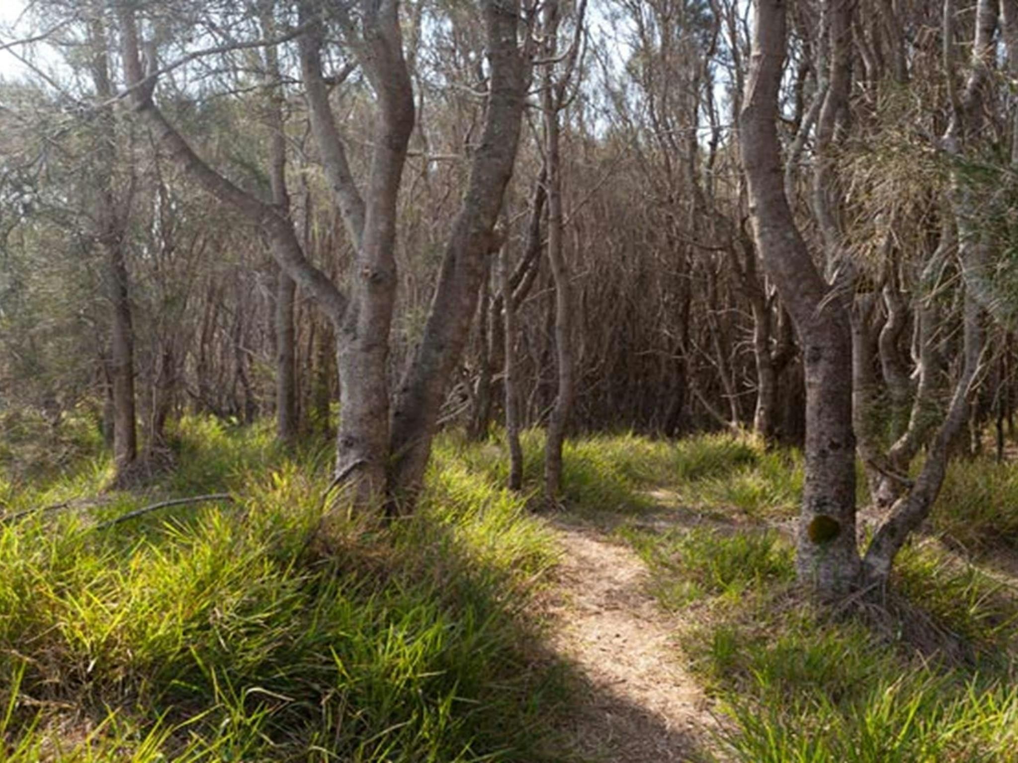 Murramarang Aboriginal Area. Photo: Lucas Boyd  © OEH