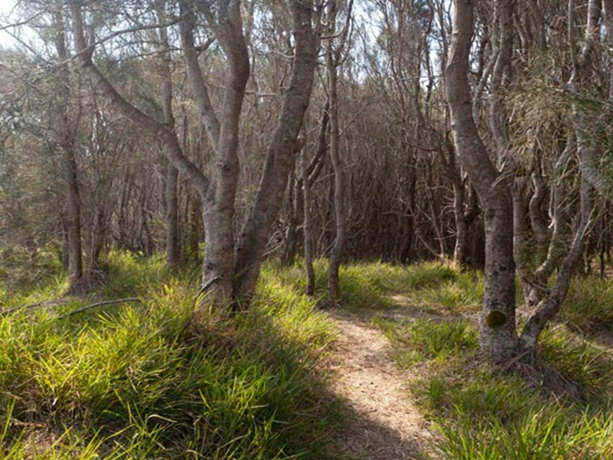 Murramarang Aboriginal Area. Photo: Lucas Boyd  &copy; OEH