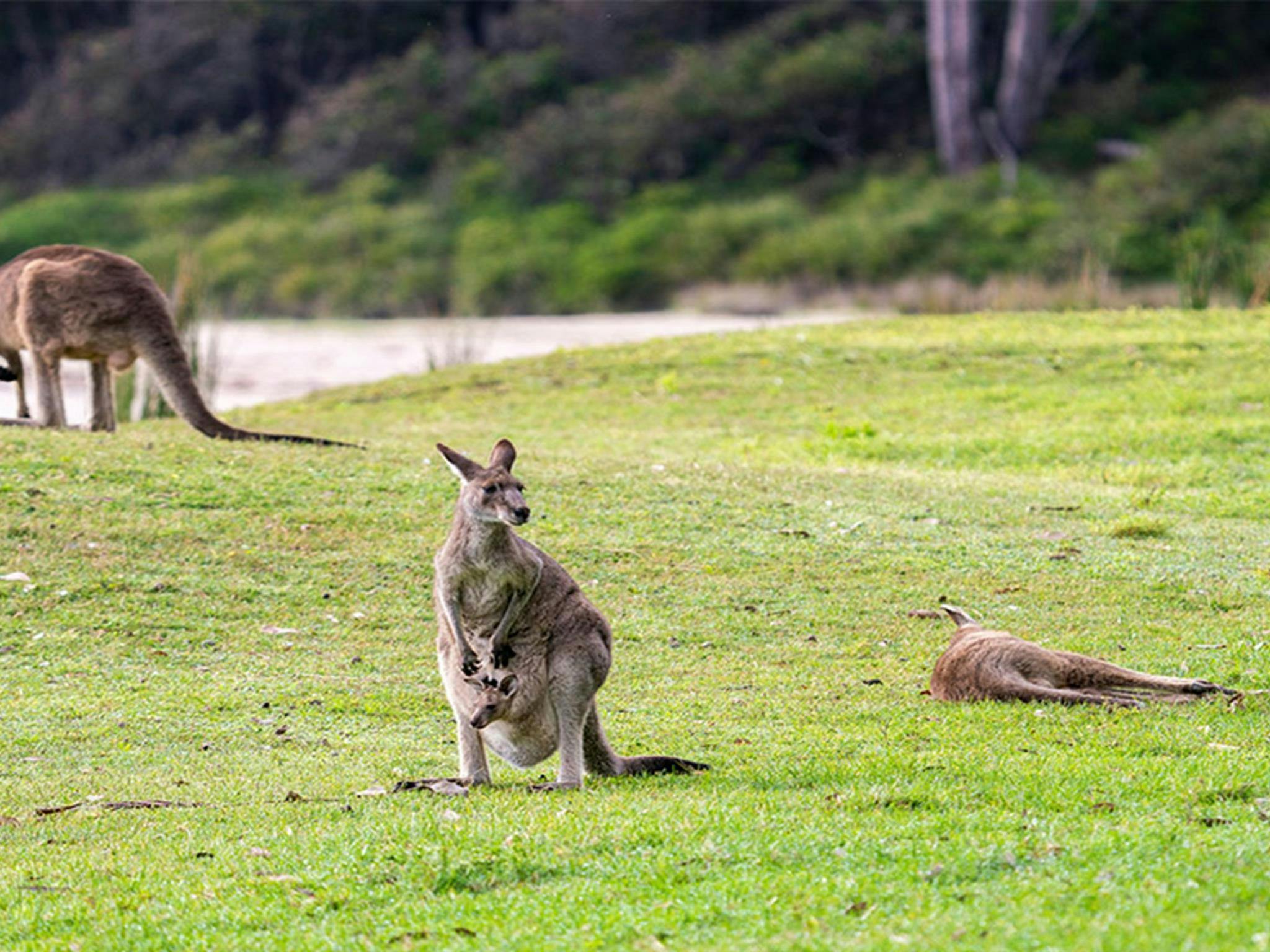 Östliche Graue Riesenkängurus im Murramarang-Nationalpark. Foto: John Spencer © DCCEEW