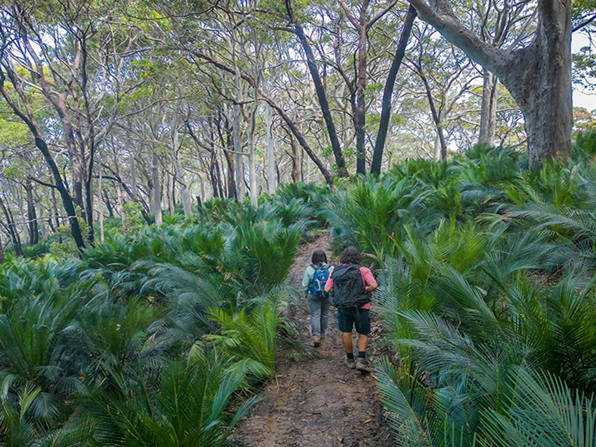 Spaziergänger im Wald nahe Point Upright im Murramarang-Nationalpark. Foto: John