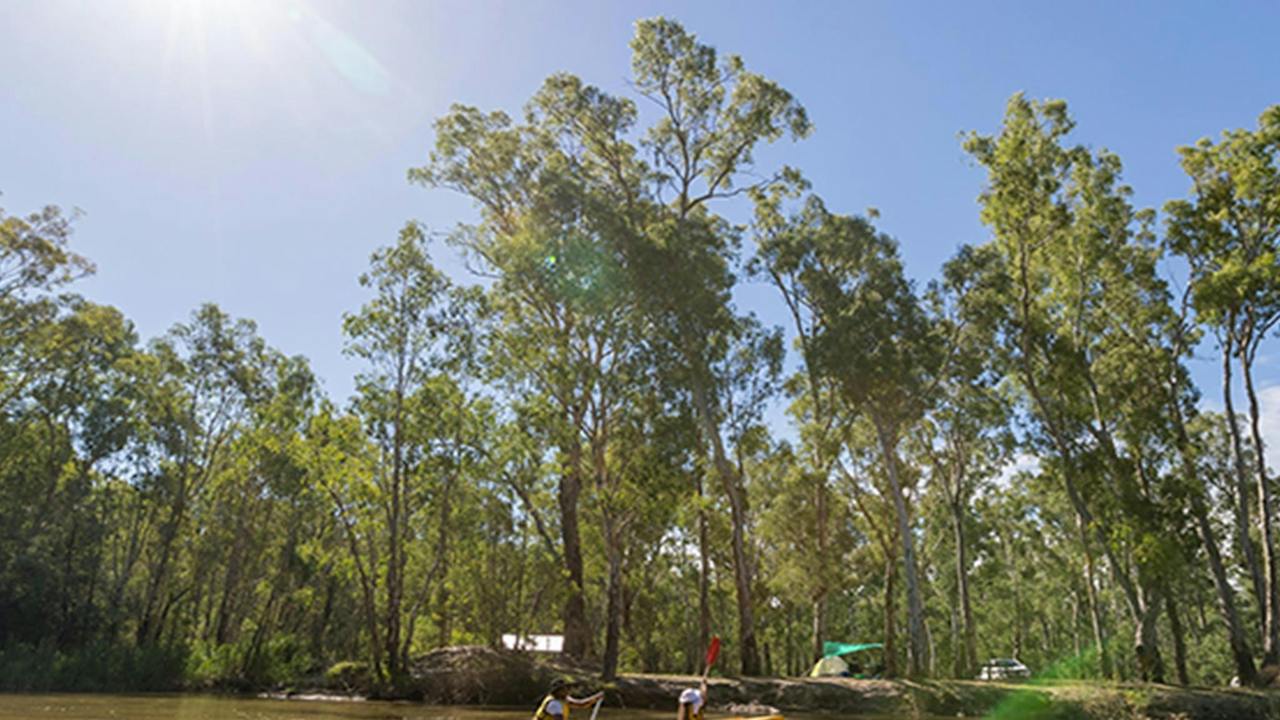 Murray River canoe trails